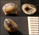 Зуб Pycnodontiformes fam. et gen. indet (Hadrodus?) Зуб Pycnodontiformes fam. et gen. indet (Hadrodus?)