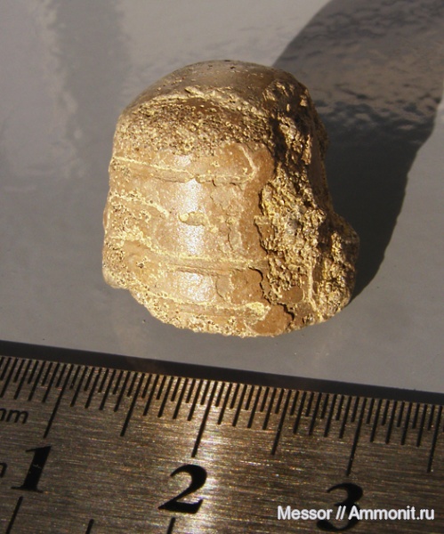 белемниты, мел, фрагмоконы, сеноман, Варавино, Belemnitida, Cenomanian, Cretaceous, belemnites, phragmocones