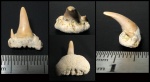Paraorthacodus cf. recurvus Paraorthacodus cf. recurvus