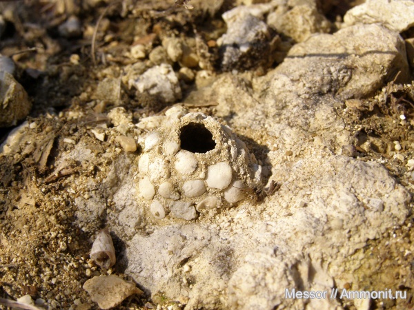 палеоген, фораминиферы, Крым, Nummulites, Foraminifera, Белогорский район, Пролом