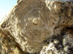 Nummulites distans