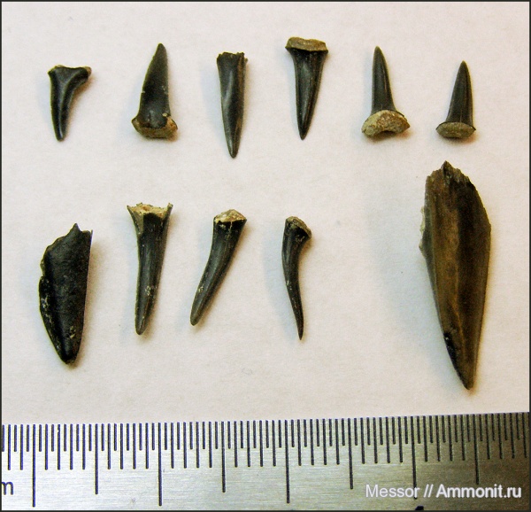 зубы, палеоцен, акулы, Крым, Белогорский район, Пролом, teeth, sharks