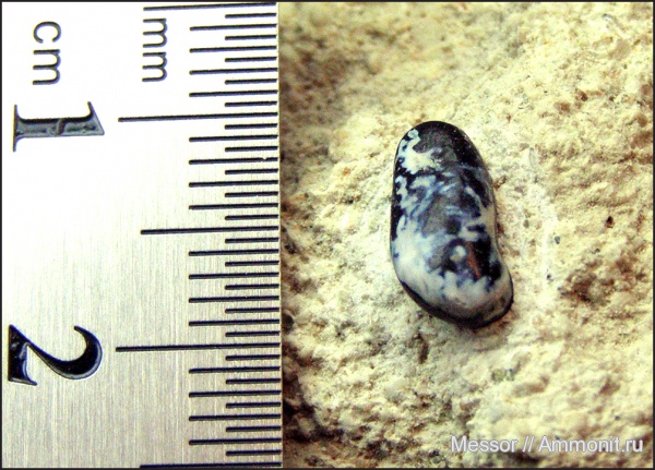 зубы, палеоцен, Крым, Pycnodontiformes, Белогорский район, Пролом, teeth