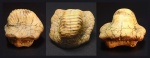 Зуб Ptychodus cf. mammillaris Зуб Ptychodus cf. mammillaris