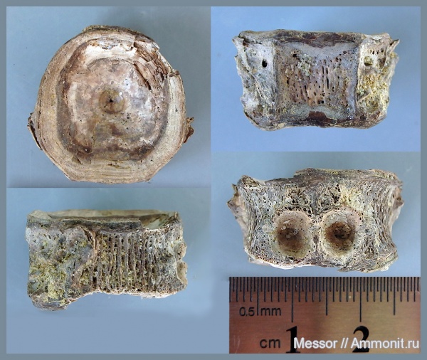 мел, рыбы, сеноман, позвонки, Варавино, Cenomanian, Cretaceous, fish