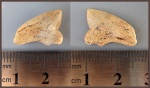 Зуб Squalicorax sp. Зуб Squalicorax sp.