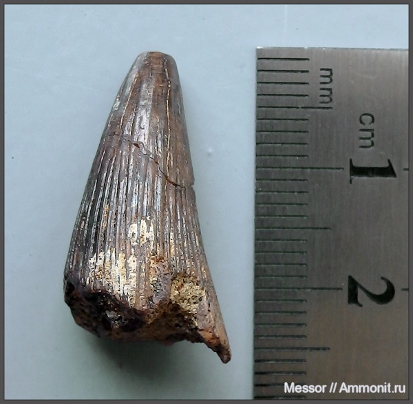 мел, зубы, плиозавры, морские рептилии, сеноман, Варавино, Pliosauroidea, Cenomanian, Cretaceous, teeth