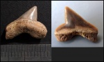 Зуб Squalicorax cf. curvatus Зуб Squalicorax cf. curvatus
