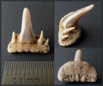 Зуб Paraorthacodus cf. recurvus Зуб Paraorthacodus cf. recurvus