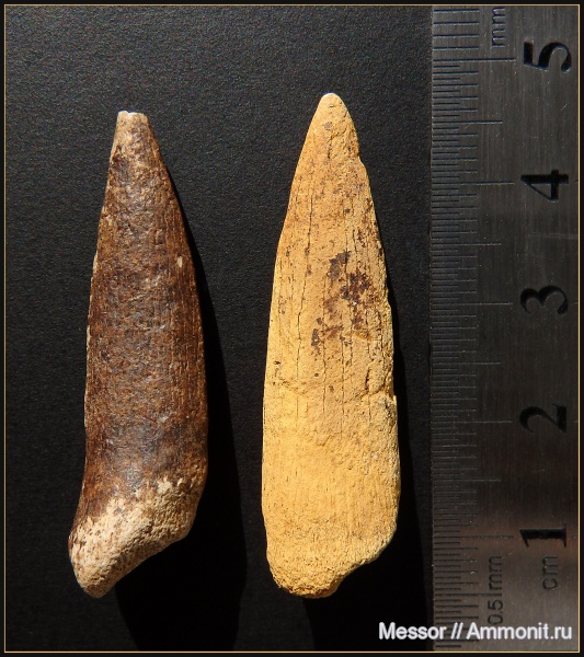 мел, рыбы, зубы, сеноман, Osteichthyes, Малый Пролом, Cenomanian, Cretaceous, fish, teeth