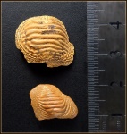 Коронки зубов Ptychodus cf marginalis/polygyrus, Ptychodus sp. Коронки зубов Ptychodus cf marginalis/polygyrus, Ptychodus sp.
