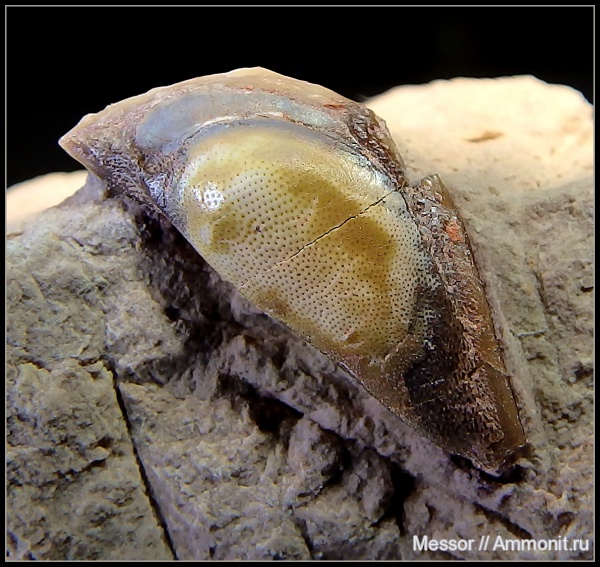 карбон, Цемгигант, зубы, Cochliodontiformes, Menaspiformes, Sandalodus, teeth