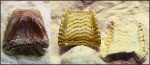 Зуб Solenodus crenulatus (Trautschold, 1874)