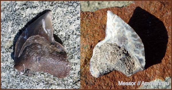зубы, акулы, Squalicorax, Саратовская область, кампан, Squalicorax kaupi, Карякино, Campanian, teeth, sharks
