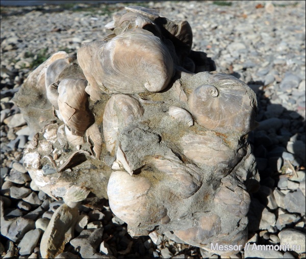 двустворки, Amphidonta, bivalvia, Amphidonta conica, Нижняя Банновка, Берег Плезиозавров