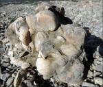 Двустворки Amphidonta conica в породе