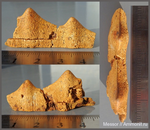 мел, черепахи, сеноман, Шацк, Малый Пролом, Cenomanian, Cretaceous
