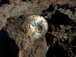 Garniericeras catenulatum на месте находки Garniericeras catenulatum на месте находки