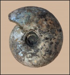 Craspedites nodiger