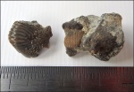 Коронки зубов Ptychodus sp.