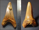 Зуб Cretoxyrhina denticulata - 2 Зуб Cretoxyrhina denticulata - 2
