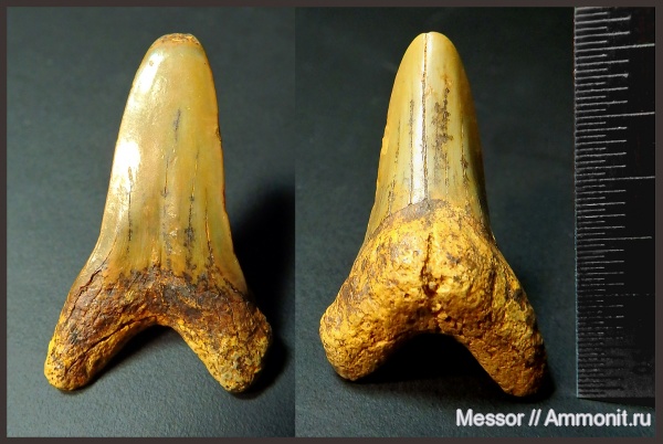 мел, зубы, акулы, сеноман, Cretoxyrhina, Cretoxyrhina denticulata, Малый Пролом, Cenomanian, Cretaceous, teeth, sharks
