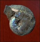 Garniericeras catenulatum
