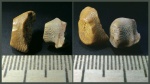 Прижизненное стачивание коронок Ptychodus sp.