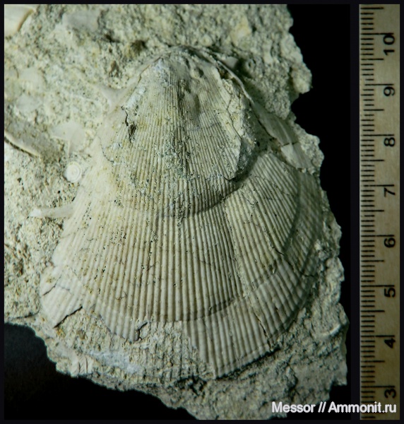 двустворки, Spondylus, bivalvia