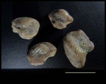 Зубы Ptychodus cf. anonymus