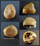 Зуб Pycnodontiformes (?) fam. et gen. indet. Зуб Pycnodontiformes (?) fam. et gen. indet.