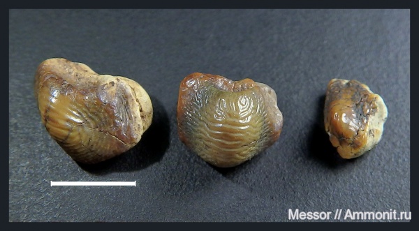 Ptychodus, Hybodontiformes, Ptychodontidae