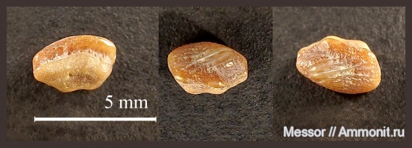 зубы, акулы, Ptychodus, Hybodontiformes, Ptychodontidae, teeth, sharks