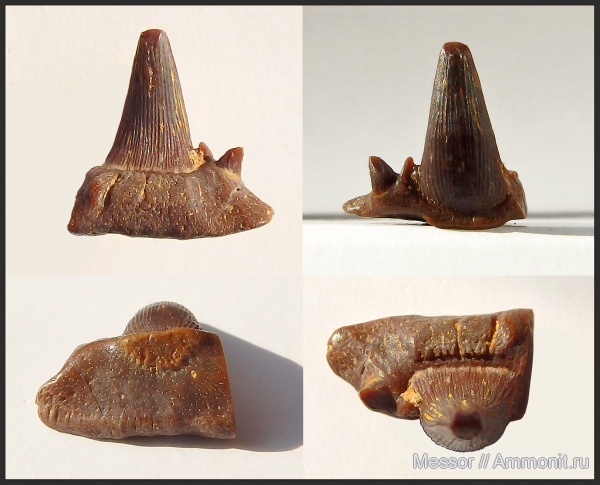 карбон, Stethacanthus, Symmoriiformes, Заборье, Symmoriidae