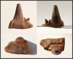 Stethacanthus sp.
