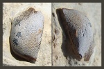 Зубная пластина Cochliodontiformes на определение. Зубная пластина Cochliodontiformes на определение.