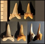 Зубы Archaeolamna sp. Зубы Archaeolamna sp.