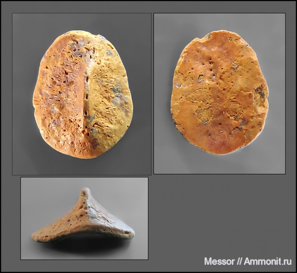 dermal denticle