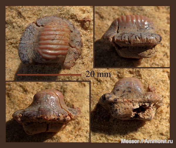 мел, зубы, акулы, сеноман, Ptychodus, Ptychodus mammillaris, Cenomanian, Cretaceous, teeth