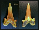Зуб Cretolamna sp.