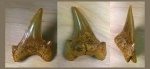 Зуб Cardabiodon sp. (?) (cf. Cardabiodon ricki) Зуб Cardabiodon sp. (?) (cf. Cardabiodon ricki)