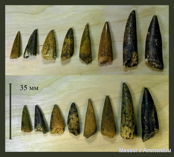 рыбы, зубы, Protosphyraena, Ichthyodectiformes, Cenomanian, Cretaceous