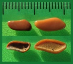 Коронки зубов Pycnodontiformes fam. et gen. indet.