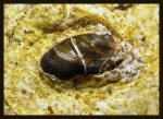 Зубная пластина Poecilodus jonesi McCoy