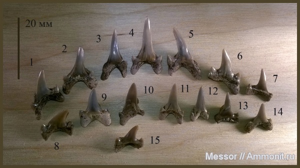 мел, акулы, сеноман, Archaeolamna, Cretоlamna, Cenomanian, Cretaceous, fish, sharks