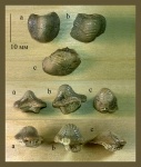 Зубы Ptychodus cf. anonymus