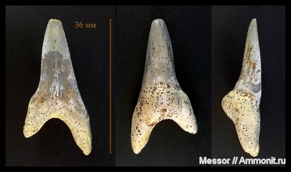 мел, зубы, акулы, сеноман, Cretoxyrhina, Cenomanian, Cretaceous, sharks