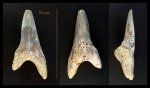 Зуб Cretoxyrhina sp. Зуб Cretoxyrhina sp.