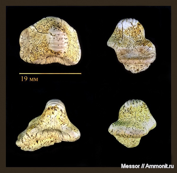зубы, акулы, Ptychodus, Hybodontiformes, Cenomanian, Cretaceous, Ptychodontidae, sharks