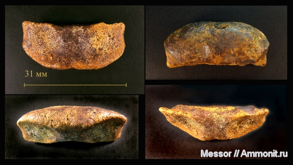 Cenomanian, Cretaceous
